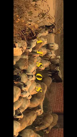 Teri Yadan Yadan 🔊🎵