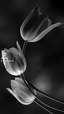 Motivacional Reflexã