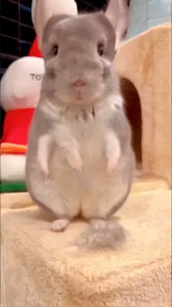 Rat funny dancing 