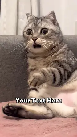 Shocked Cat