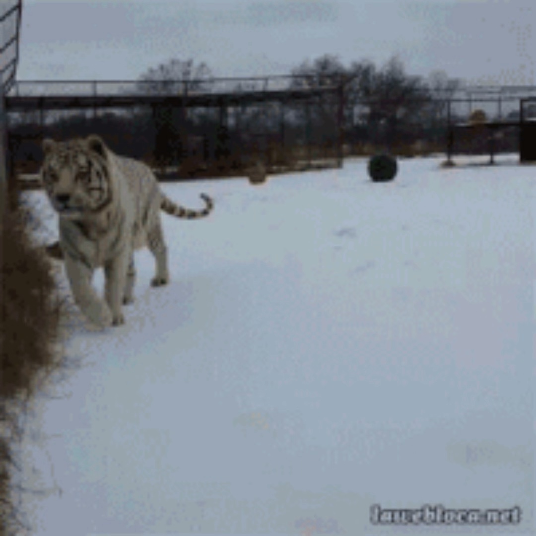 Tiere