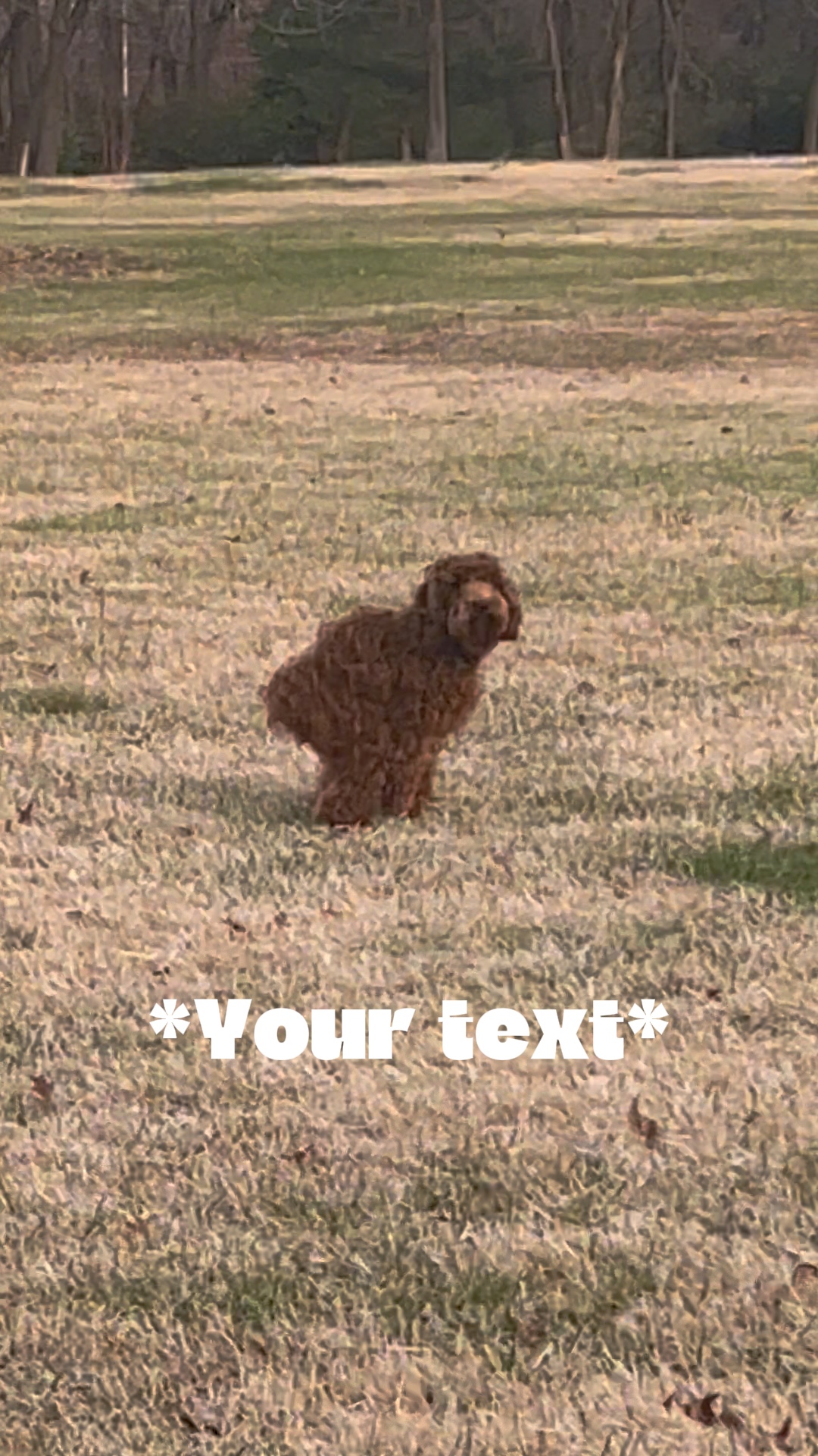 Meme de perro