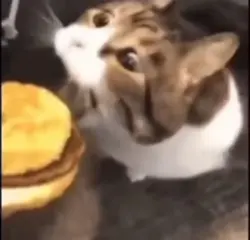 kitty u can has chez
