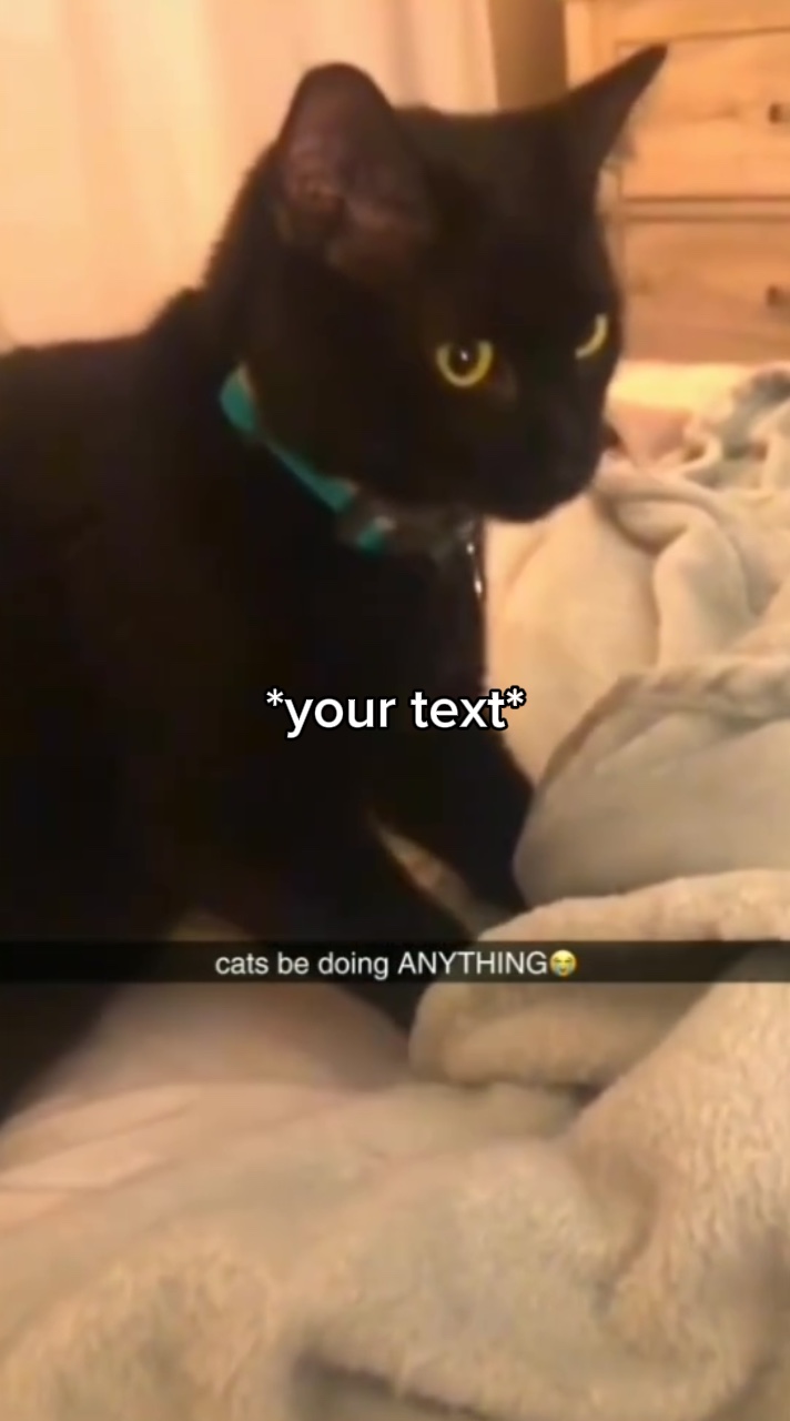 Gatos estão fazendo QUALQUER COISA