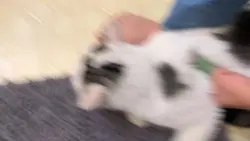 Cotton (his name) 