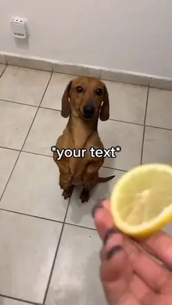 Dog eats lemon
