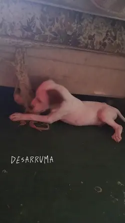 cachorro/pet