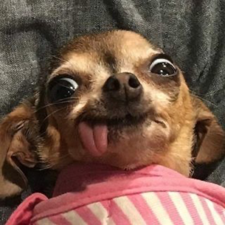 DOGGO-VORLAGE 