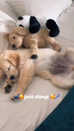 Cute pets