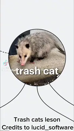Trash cats lesson