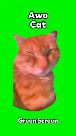 Awo Cat 