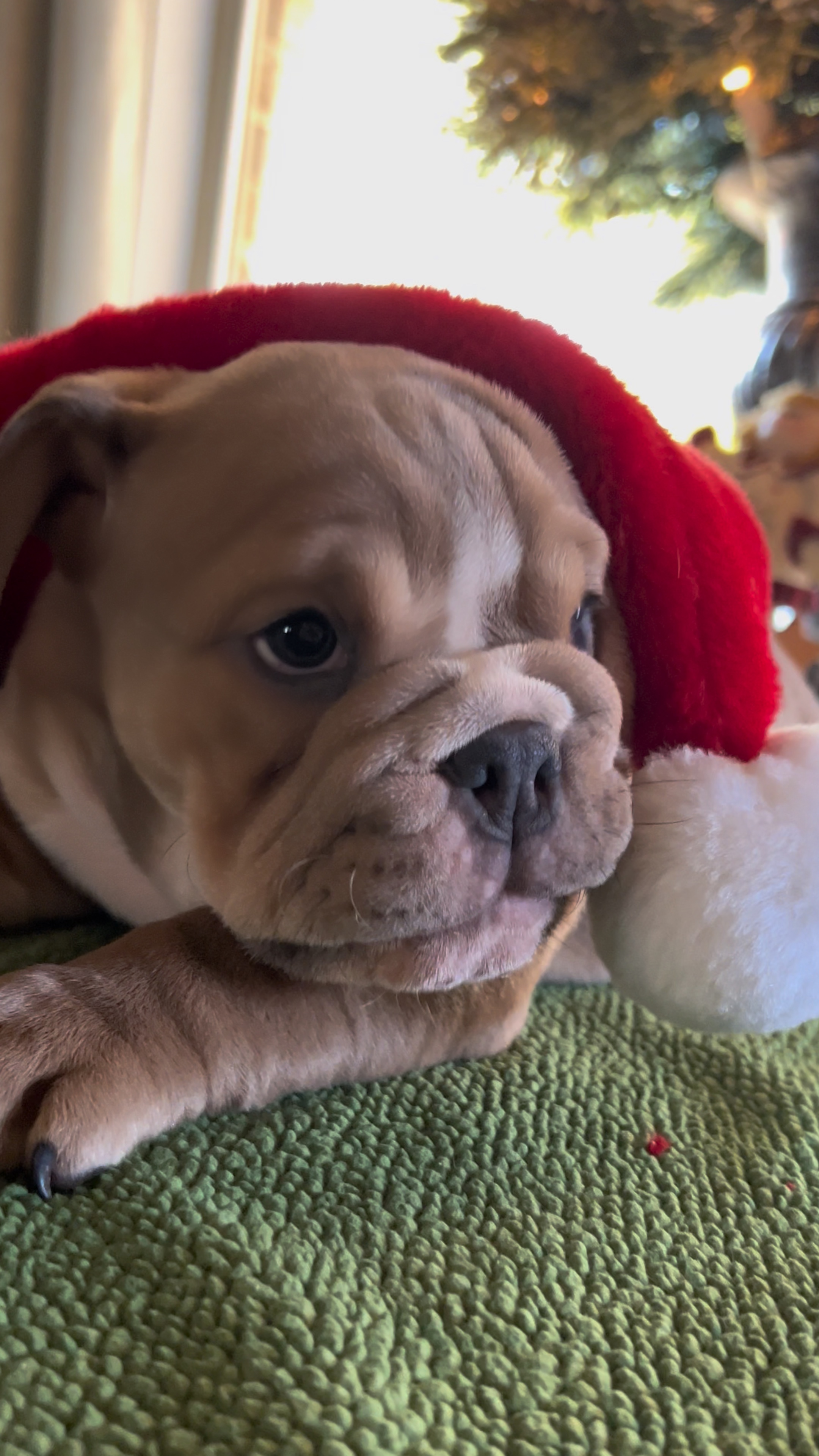 Bulldog Inglés 