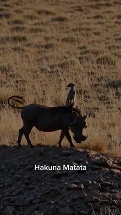 Timão e Pumba