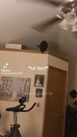 Funny cats