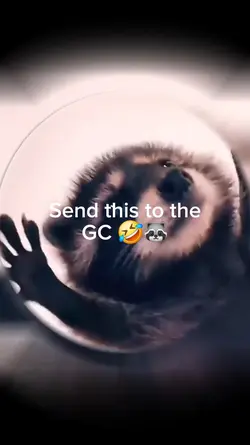 Pedro the Racoon