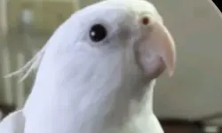 𝒎𝒊𝒏𝒉𝒂 𝒑𝒔𝒊𝒕