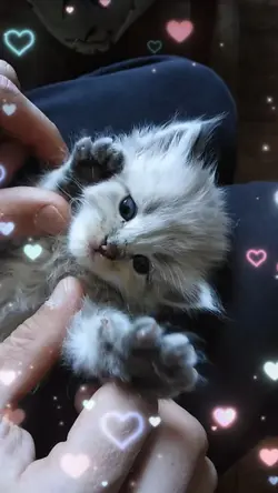 Gatinho Fofo ❤️