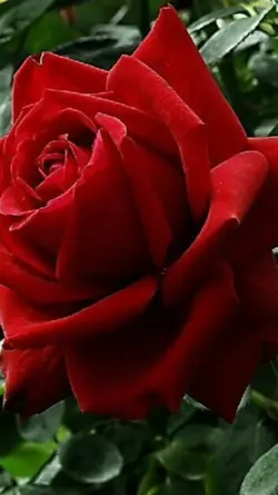 Amor de primavera
