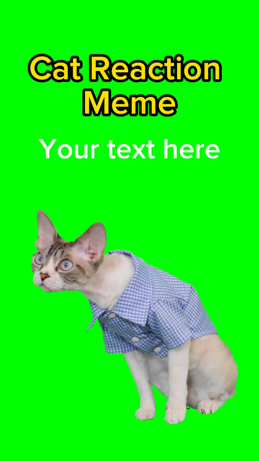 Cat Reaction Meme