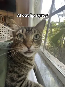 CAT LIP SYNCCC
