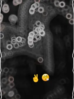 مونږ هر چا منلی یو 