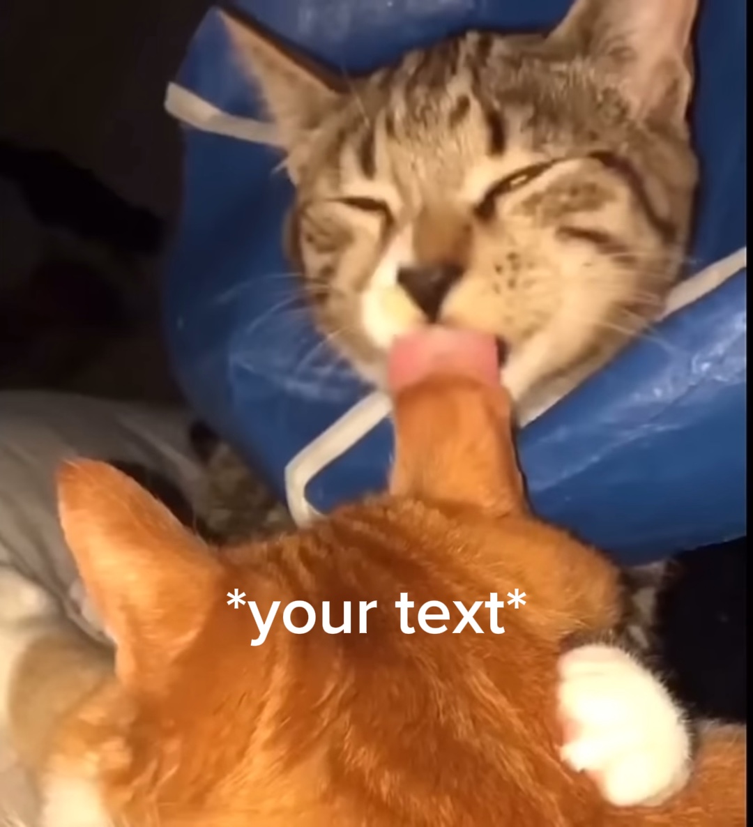 Meme kucing marah