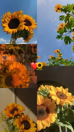 Girassol 🌻 