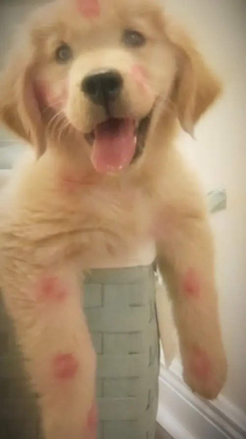 Mi pequeña paloma.