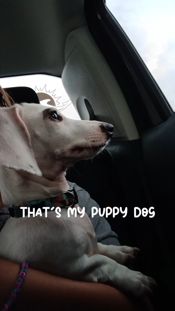 Amo aquele cachorrinho 