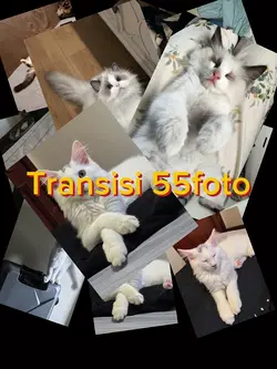 Transisi 55foto