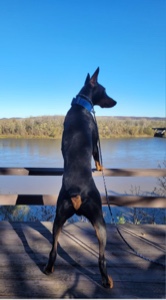Dobermann 
