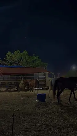 Numa vaquejada…🐎💥