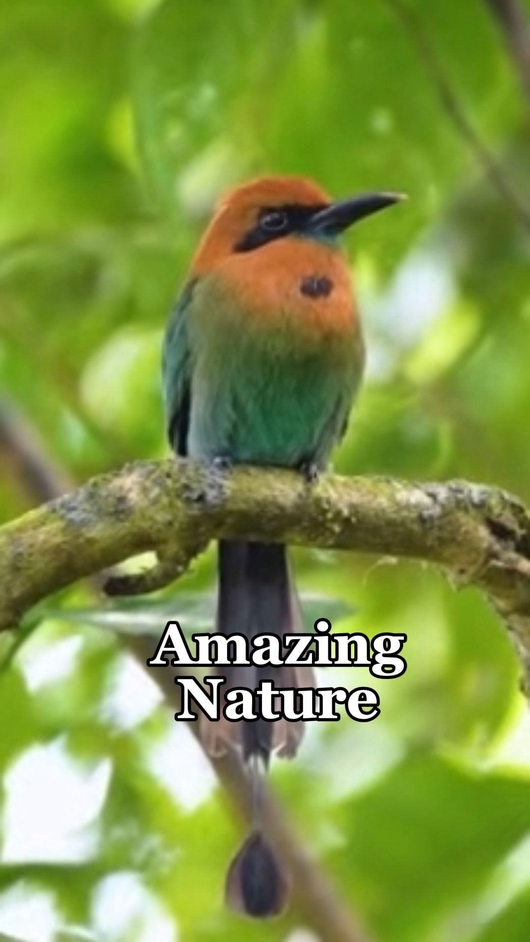 Good morning nature
