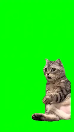 Curious cat 