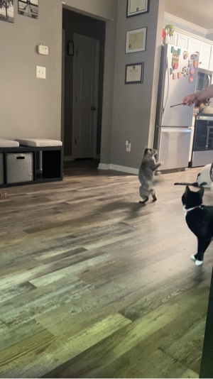 Katzen 