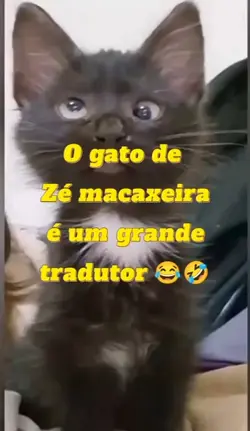 Gato tradutor kkk
