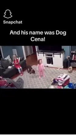 Dog cena 