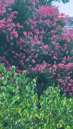 Beautiful tree