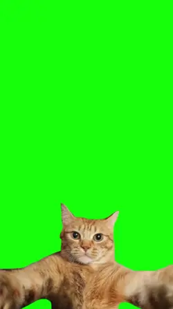 meme selfie gato