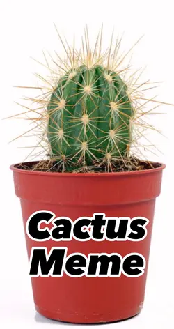 Cactus meme