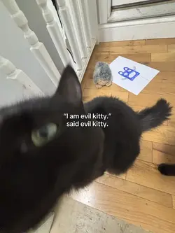 Evil kitty