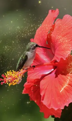 Hummingbird 