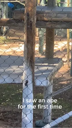 Orangutan Monke