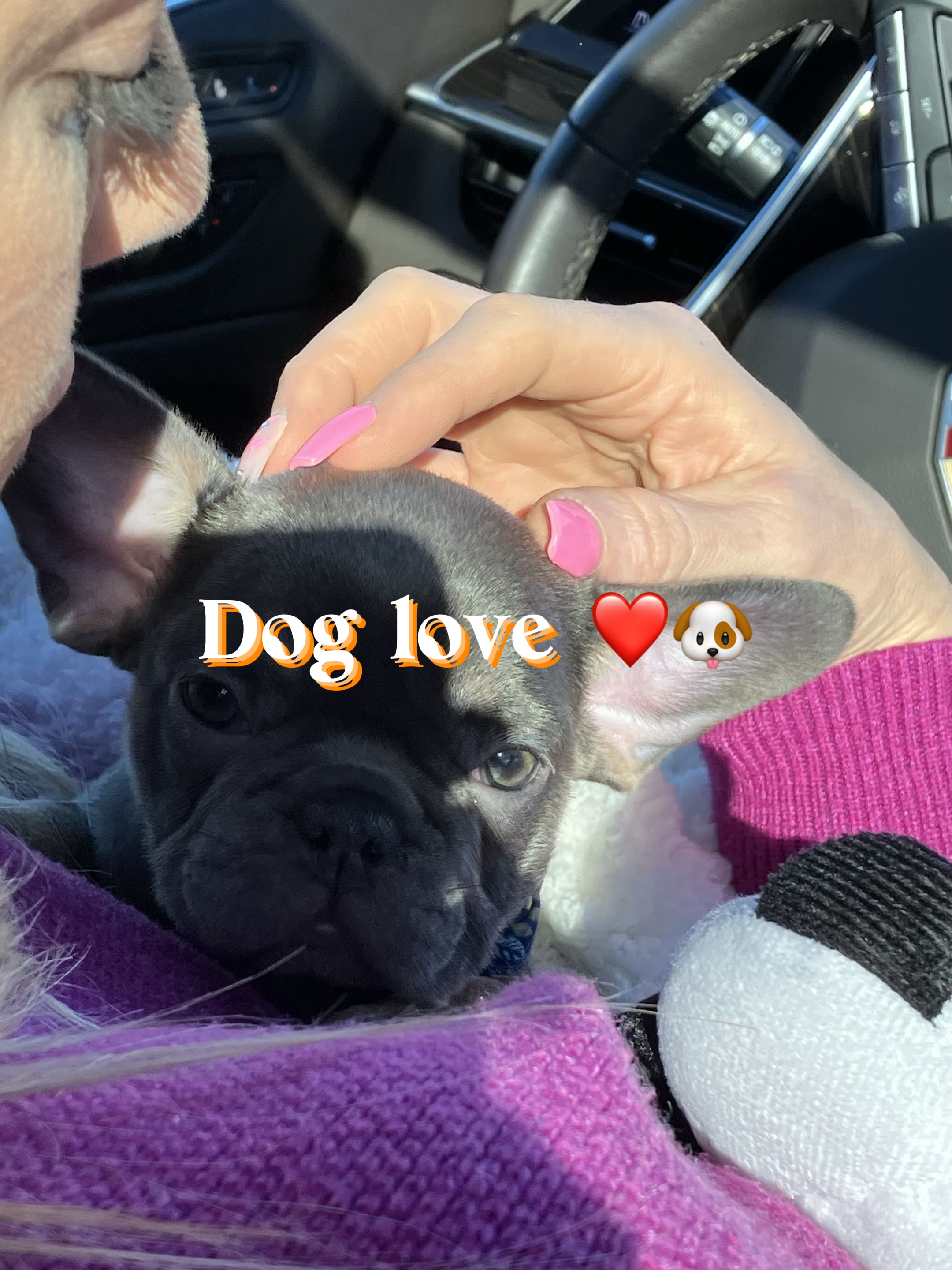 Köpek aşkı❤️🐶