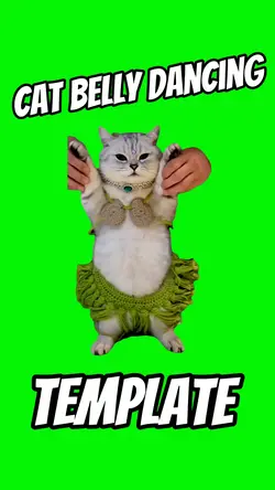 Cat Belly Dancing