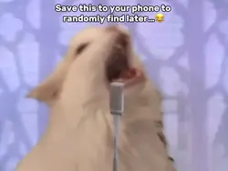Cat Rick Roll