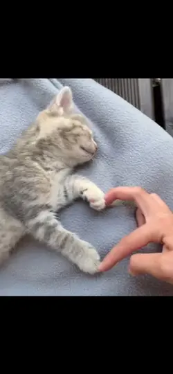 Small creator 