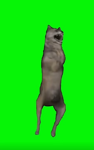 free dancing wolf