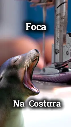 Foca na Costura