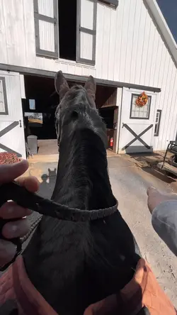 ⚠️NOT REAL⚠️ |